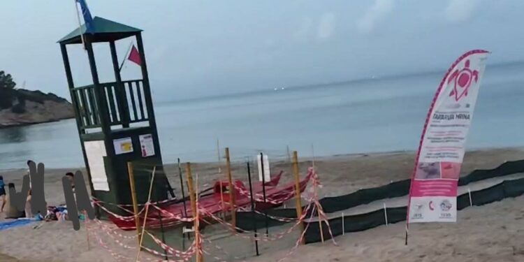 Sant’Antioco, pallonate all’interno del recinto dove è custodito il nido di una tartaruga