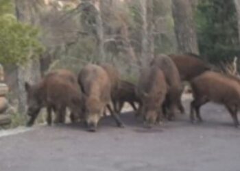 Sinnai, cinghiali fanno razzia delle crocchette dei gatti randagi