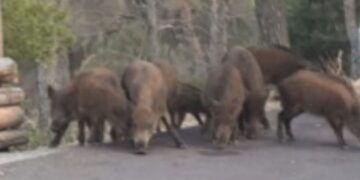 Sinnai, cinghiali fanno razzia delle crocchette dei gatti randagi