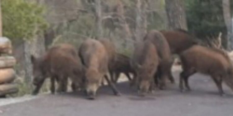 Sinnai, cinghiali fanno razzia delle crocchette dei gatti randagi