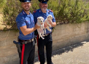 Villamassargia, la buona notizia: i carabinieri salvano due cuccioli maremmani in difficoltà