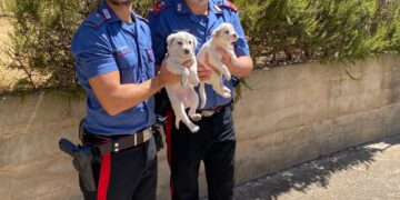 Villamassargia, la buona notizia: i carabinieri salvano due cuccioli maremmani in difficoltà
