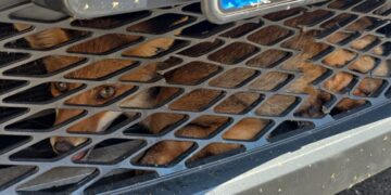 Una volpe rossa si aggira a Monserrato: messa in salvo dai cittadini