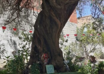 Siliqua, a casa Collu l’albero più longevo del paese: un ulivo con più di 310 anni