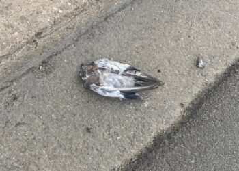 La febbre del Nilo avanza e fa paura nel Medio Campidano: una persona contagiata ricoverata per meningite