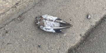 La febbre del Nilo avanza e fa paura nel Medio Campidano: una persona contagiata ricoverata per meningite