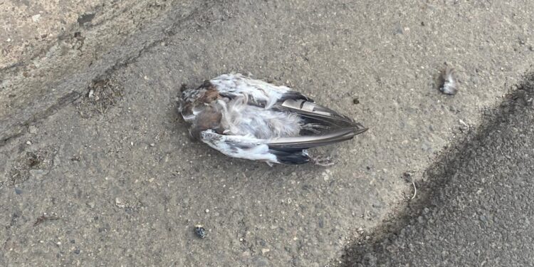 La febbre del Nilo avanza e fa paura nel Medio Campidano: una persona contagiata ricoverata per meningite