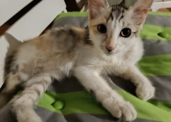 Sos Radio Zampetta Sarda, si cerca staffetta da Cagliari a Roma per la micro micina Sole