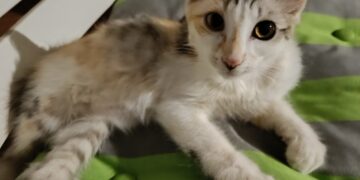 Sos Radio Zampetta Sarda, si cerca staffetta da Cagliari a Roma per la micro micina Sole