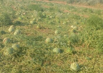 Barrali, agricoltori in ginocchio dopo il nubifragio