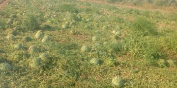 Barrali, agricoltori in ginocchio dopo il nubifragio