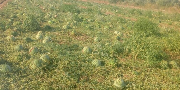 Barrali, agricoltori in ginocchio dopo il nubifragio