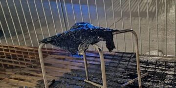 Uta, fiamme in un bar: il rogo di origine dolosa