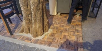 Cagliari, via il cemento dallo storico albero di piazza Yenne e maxi multe in arrivo