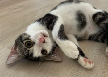 Ehi tu, non è che vuoi adottare la piccola micina Zoe appena salvata?