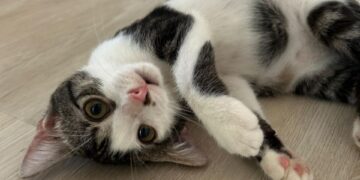 Ehi tu, non è che vuoi adottare la piccola micina Zoe appena salvata?