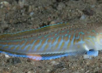 Cagliari, allarme aragne al Poetto: boom di bagnanti colpiti nel weekend