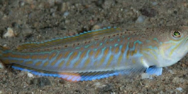 Cagliari, allarme aragne al Poetto: boom di bagnanti colpiti nel weekend