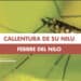 Serramanna, volatile positivo alla Febbre del Nilo: scattano le raccomandazioni dal Comune