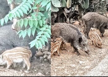 Sinnai, cinghiali e colonie feline: “Basta strumentalizzazioni”