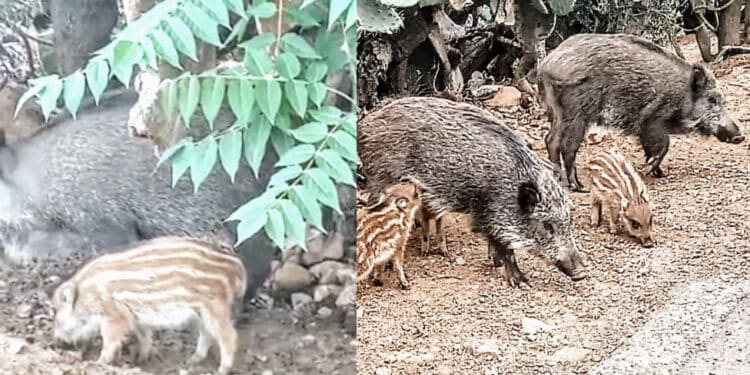 Sinnai, cinghiali e colonie feline: “Basta strumentalizzazioni”