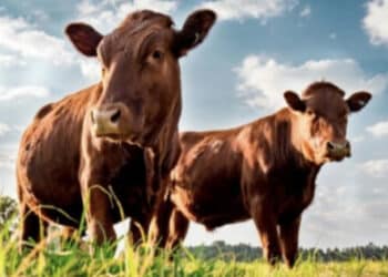 Dermatite bovina, Coldiretti Sardegna: “Subito una norma chiara per dare risposte e sostegno agli allevatori in sofferenza”