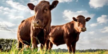 Dermatite bovina, Coldiretti Sardegna: “Subito una norma chiara per dare risposte e sostegno agli allevatori in sofferenza”