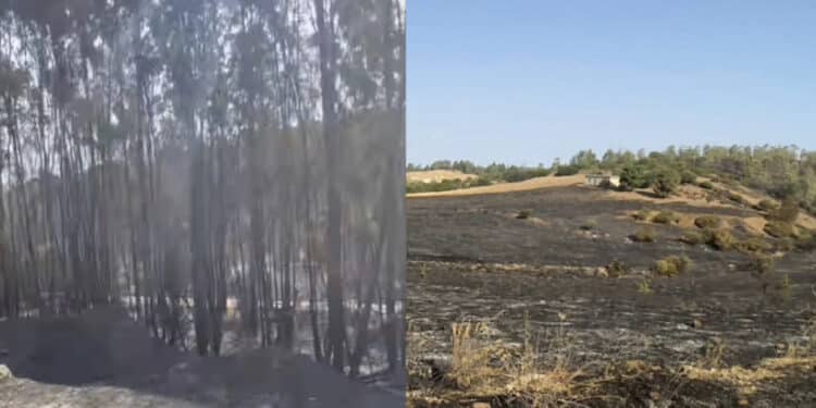 Serdiana, è doloso l’incendio di ieri: 100 ettari bruciati, “un polmone verde andato in fumo”
