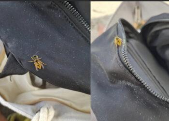 Emergenza vespe in spiaggia, sempre più segnalazioni da parte dei bagnanti che vengono punti sotto l’ombrellone