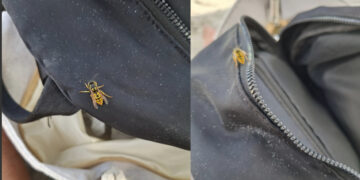 Emergenza vespe in spiaggia, sempre più segnalazioni da parte dei bagnanti che vengono punti sotto l’ombrellone