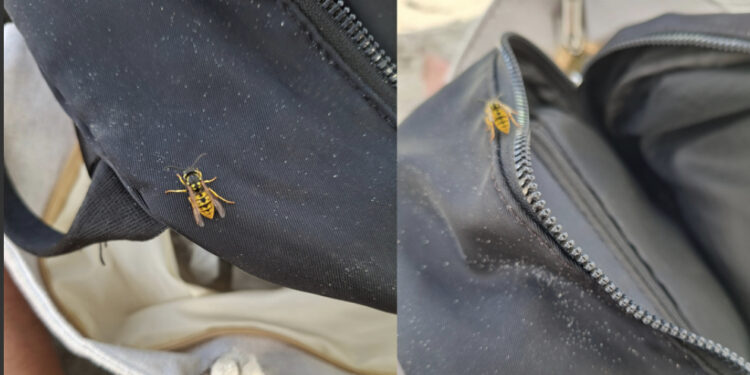 Emergenza vespe in spiaggia, sempre più segnalazioni da parte dei bagnanti che vengono punti sotto l’ombrellone