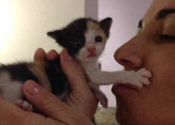 Cagliari, il mondo del volontariato per gli animali in lutto: addio a Elisabetta, sostenitrice di tante battaglie per i quattro zampe meno fortunati