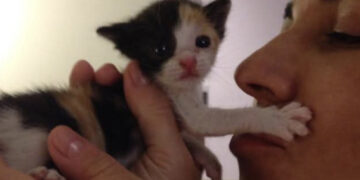 Cagliari, il mondo del volontariato per gli animali in lutto: addio a Elisabetta, sostenitrice di tante battaglie per i quattro zampe meno fortunati