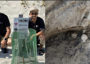 Teulada, nella notte di Ferragosto mamma tartaruga ha deposto le sue uova: nuovo nido in Sardegna