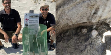 Teulada, nella notte di Ferragosto mamma tartaruga ha deposto le sue uova: nuovo nido in Sardegna