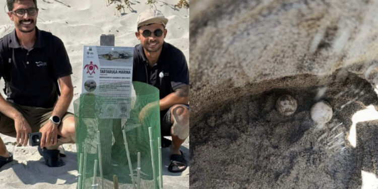 Teulada, nella notte di Ferragosto mamma tartaruga ha deposto le sue uova: nuovo nido in Sardegna