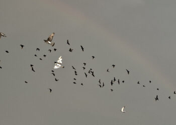 Cagliari, dall’ombrellone all’ombrello: la giornata al mare rovinata da un improvviso temporale