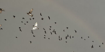 Cagliari, dall’ombrellone all’ombrello: la giornata al mare rovinata da un improvviso temporale
