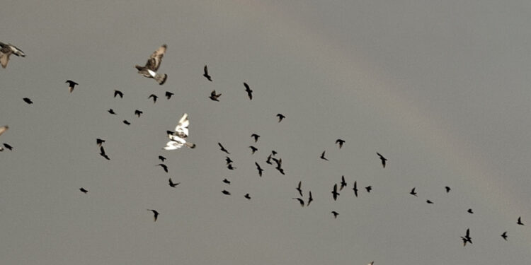Cagliari, dall’ombrellone all’ombrello: la giornata al mare rovinata da un improvviso temporale