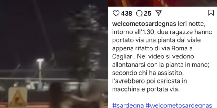Cagliari, rubata una pianta dal bosco di Boeri: due ragazze riprese con l’alberello in mano all’1,30 del mattino