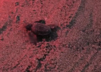 Poetto, nuovo nido caretta caretta vicino al chiosco Capolinea (VIDEO)