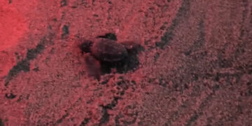 Poetto, nuovo nido caretta caretta vicino al chiosco Capolinea (VIDEO)