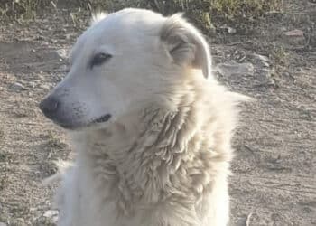 Radio Zampetta Sarda, scomparso Lillo il 19 giugno. Aiutateci a ritrovarlo!