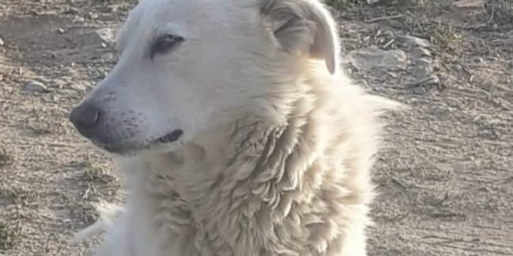 Radio Zampetta Sarda, scomparso Lillo il 19 giugno. Aiutateci a ritrovarlo!