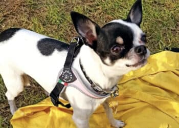 Radio Zampetta Sarda, Shoel dove sei? Ricompensa di 1500 euro a chi la ritrova