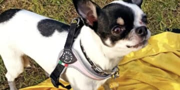 Radio Zampetta Sarda, Shoel dove sei? Ricompensa di 1500 euro a chi la ritrova