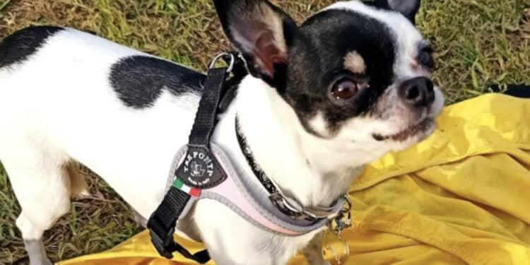 Radio Zampetta Sarda, Shoel dove sei? Ricompensa di 1500 euro a chi la ritrova