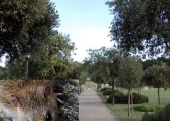 Cagliari, il parco di Monteclaro invaso dai ratti: “Nidificano sugli alberi, uno mi è quasi caduto addosso: all’imbrunire è un’invasione”