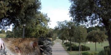 Cagliari, il parco di Monteclaro invaso dai ratti: “Nidificano sugli alberi, uno mi è quasi caduto addosso: all’imbrunire è un’invasione”