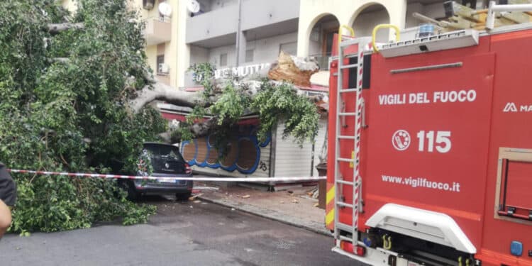 Cagliari, crolla un albero sull’edicola di Sant’Avendrace: “L’incuria ha un costo e spesso lo pagano i cittadini”